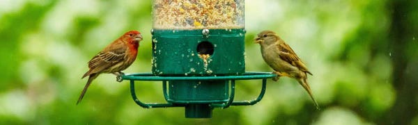 birds feeding