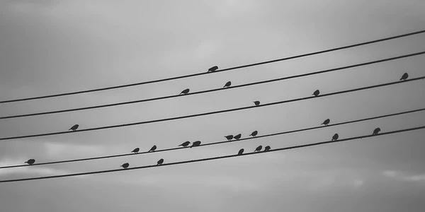 Birds on utility lines