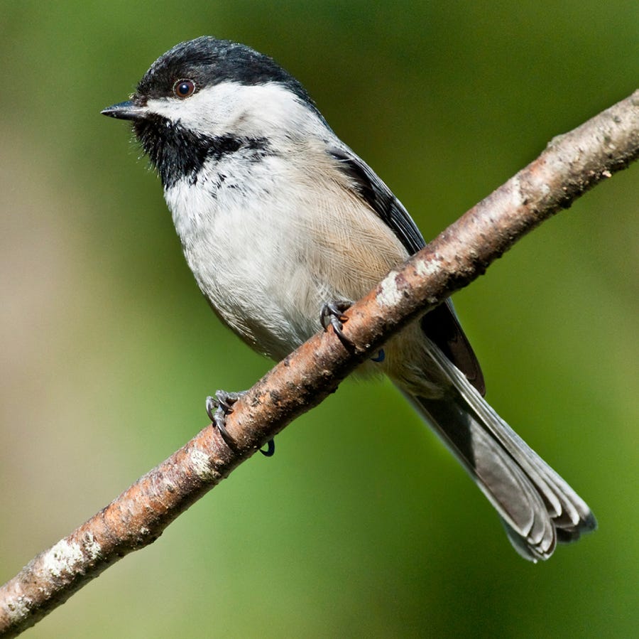 Black-capped Chickadees are easy to spot thanks to their black head and throat markings.