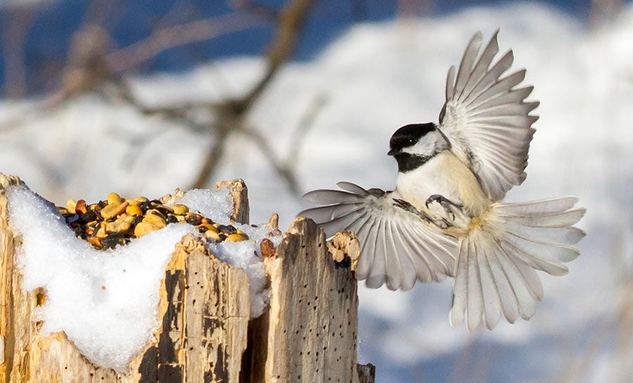 The Black-capped Chickadee feeds on high-protein seeds, nuts, berries and insects.