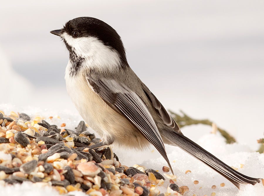 winter bird feeding black-capped chiackadee