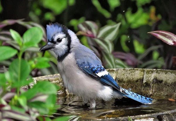 blue jay bird flying