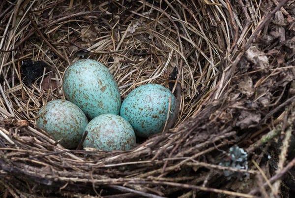 Blue Jay eggs in a nest