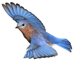 how do birds bathe bluebird flying