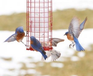 Eastern Bluebirds are infrequent visitors at bird feeders, but they will use feeders on occasion.