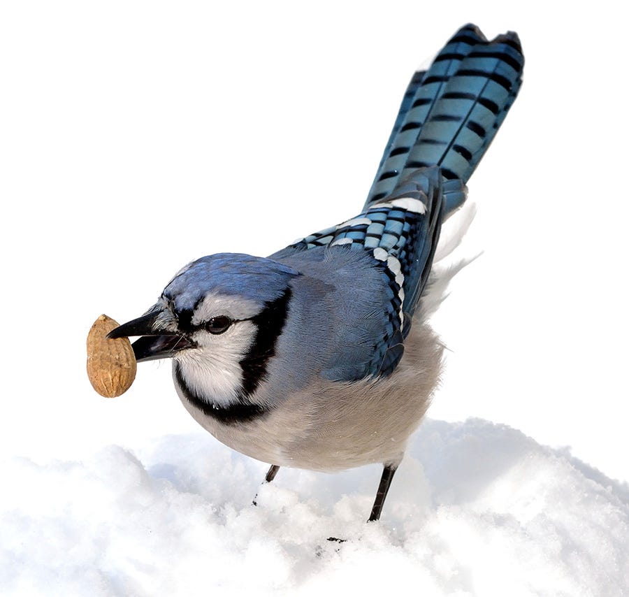 winter bird feeding blue jay with peanut