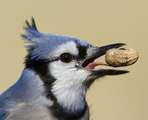 Attract Blue Jays to your feeders with peanuts.