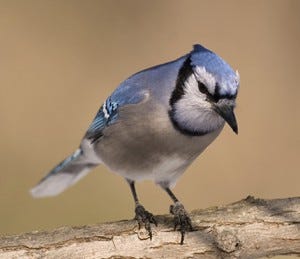 The distinctive markings of a Blue Jay make it tough to miss.