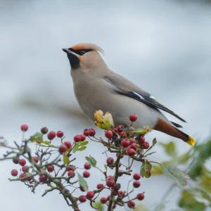 bohemian waxwing