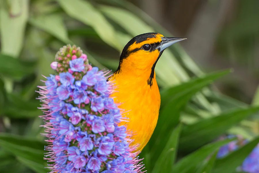 Forget Bees—These Birds Pollinate Flowers