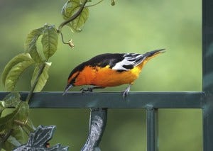 The Bullock’s Oriole migration route takes it through western side of the Mississippi Flyway.