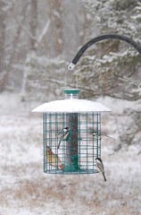 Caged feeders will deter large birds