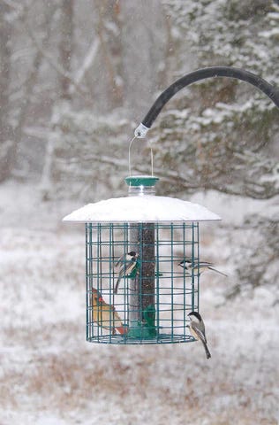 5 Reasons to Use a Caged Bird Feeder