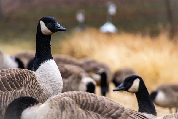 Canada Geese