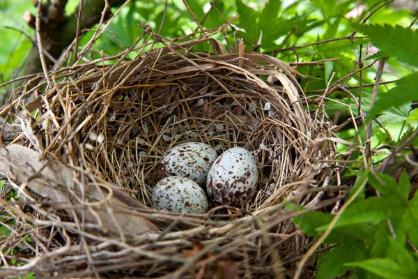 Cardinal eggs in a nest