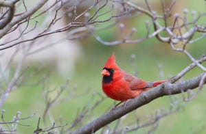 cardinal in tree