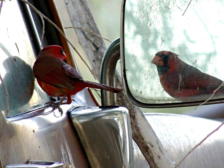 Northern Cardinals often attack their own reflection in mirrors and windows.