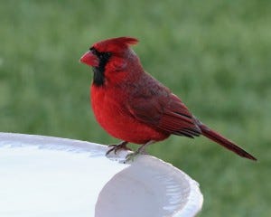 cardinal at bird bath