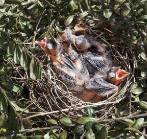 cardinal nest baby birds