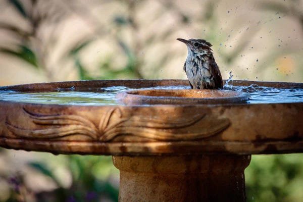 Carolina Wren enjoying a bird bath / Shutterstock