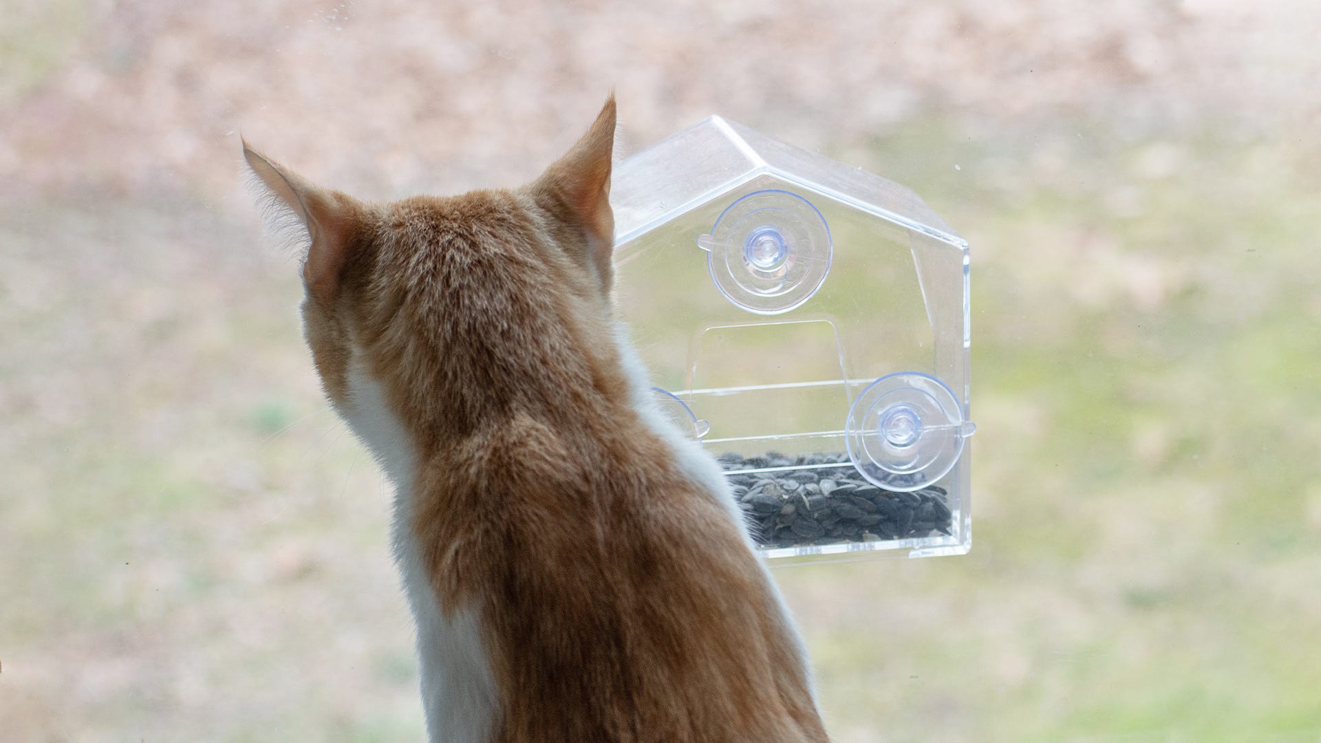 cat looking at bird