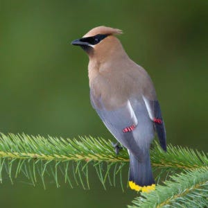 Cedar Waxwing