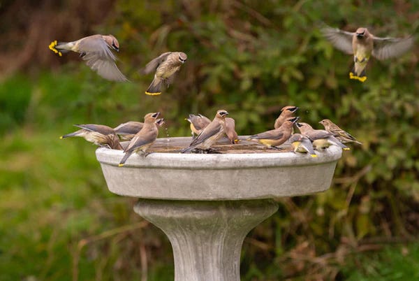 Cedar Waxwings at a bird bath