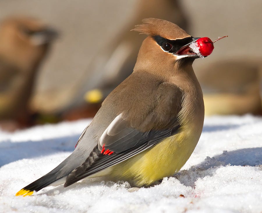 Feeding winter birds in South Carolina: A popular activity