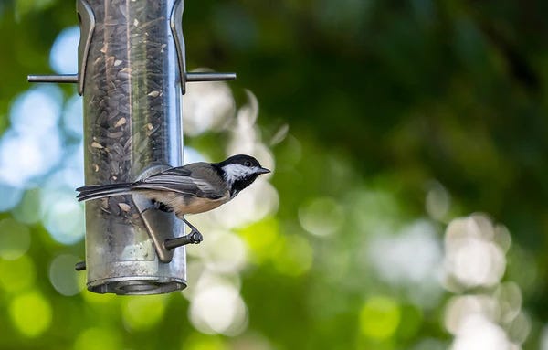 a bird sitting on a feeder