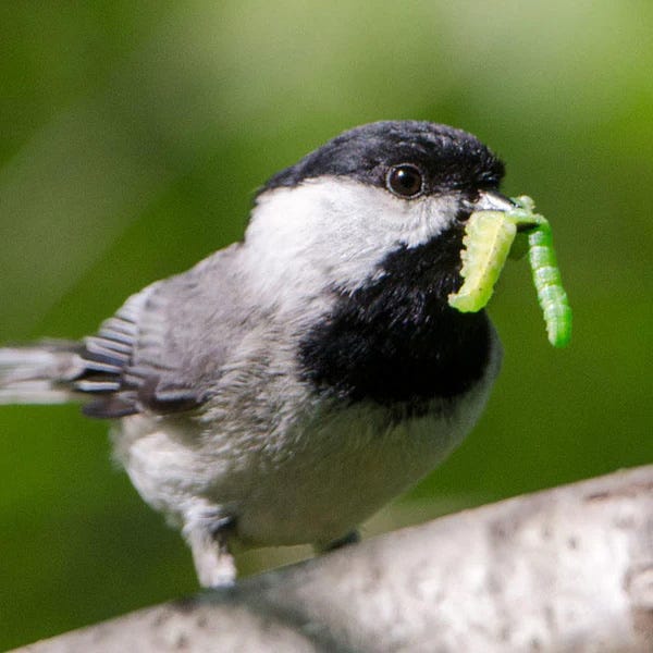 Carolina Chickadee