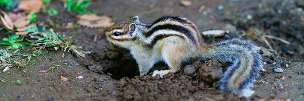 Chipmunk digging in dirt