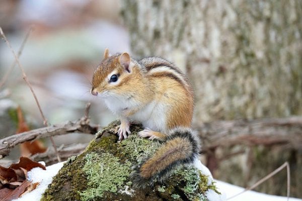 Chipmunk resting on a moss-covered rock