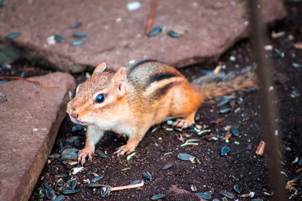 How to Keep Chipmunks Out of Bird Feeders