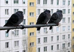 city birds