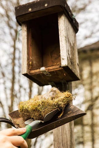 Cleaning out a birdhouse