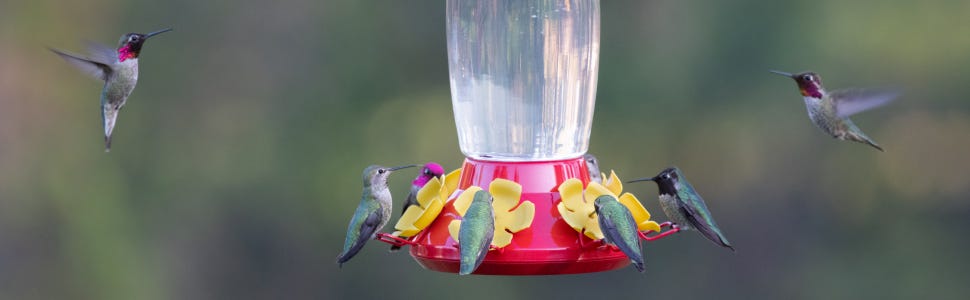 Hummingbirds don’t naturally prefer red colored objects — humans have trained them to associate the color with nectar.