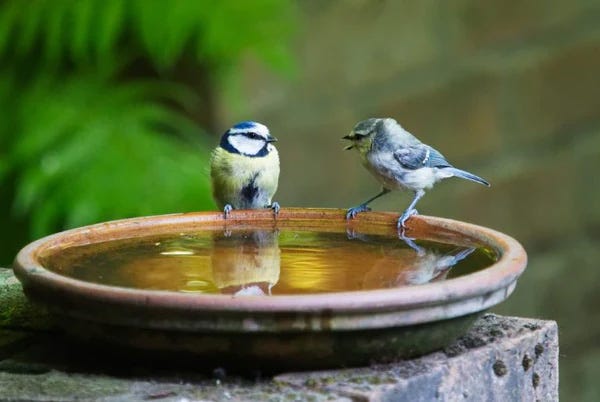 birdbath