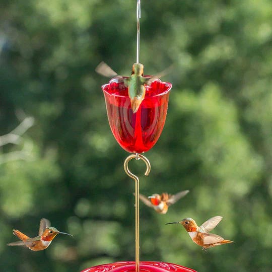 10 Ways To Get Your Yard Ready for Hummingbirds