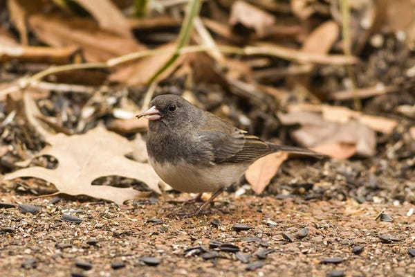 Juncos 