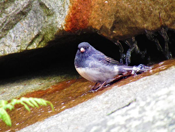 Attracting Juncos With Water