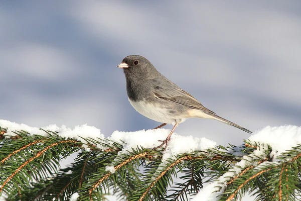 Meet the Birds of Winter