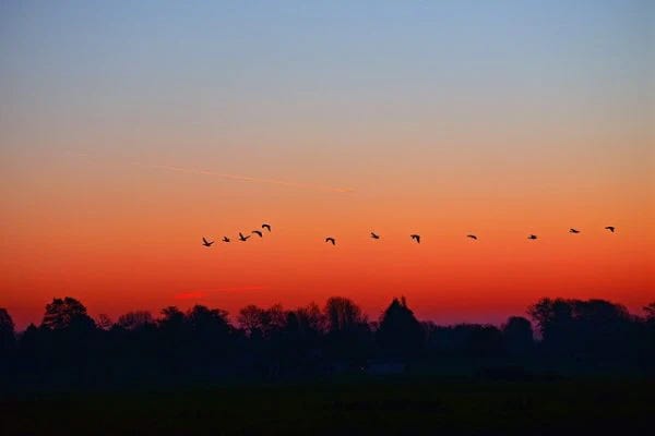 birds in the night