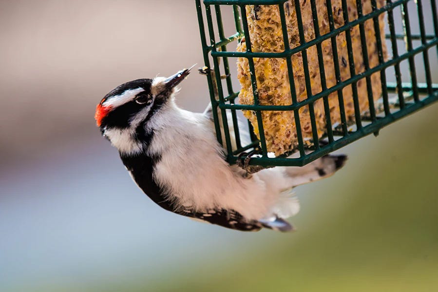 Bird feeting on suet