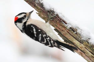 winter bird feeding downy woodpecker