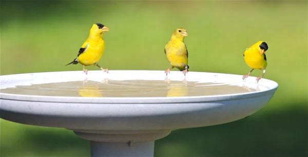 Three bright yellow birds perched on the edge of a birdbath