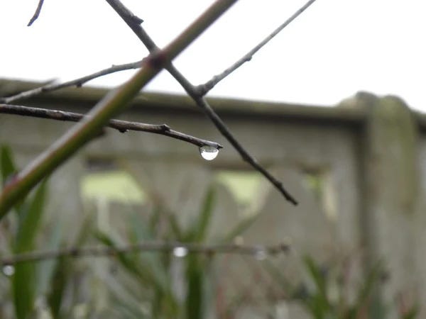 Raindrop on a tree branch