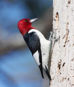 red-headed woodpecker on tree