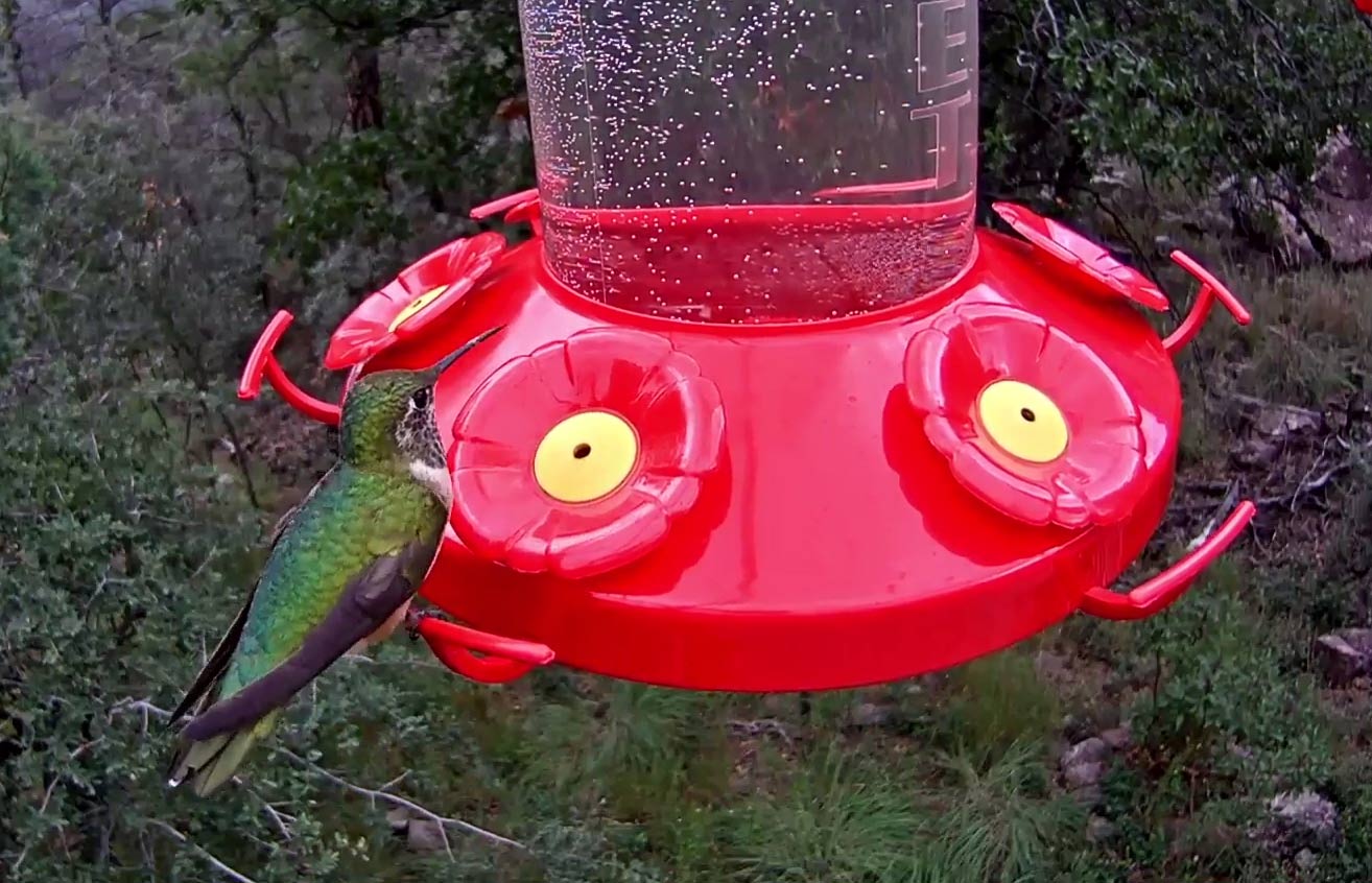 Expect to see about a dozen hummingbird species visiting the West Texas Hummingbird Feeder Cam.