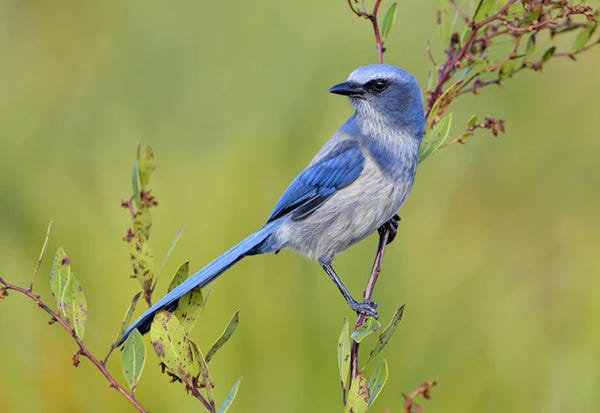 Florida Scrub Jay