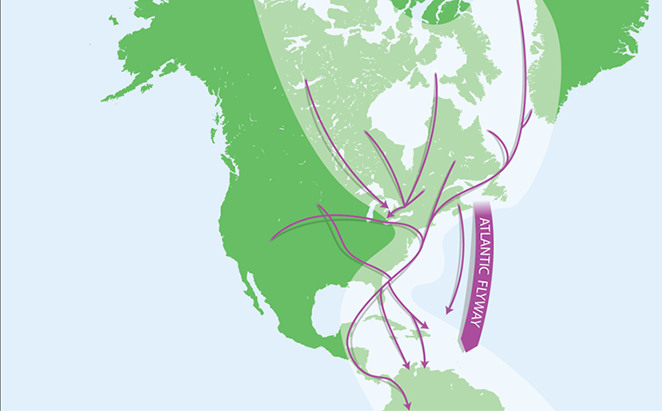 Atlantic flyway